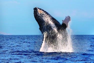 Whale watch cruise in West Oahu